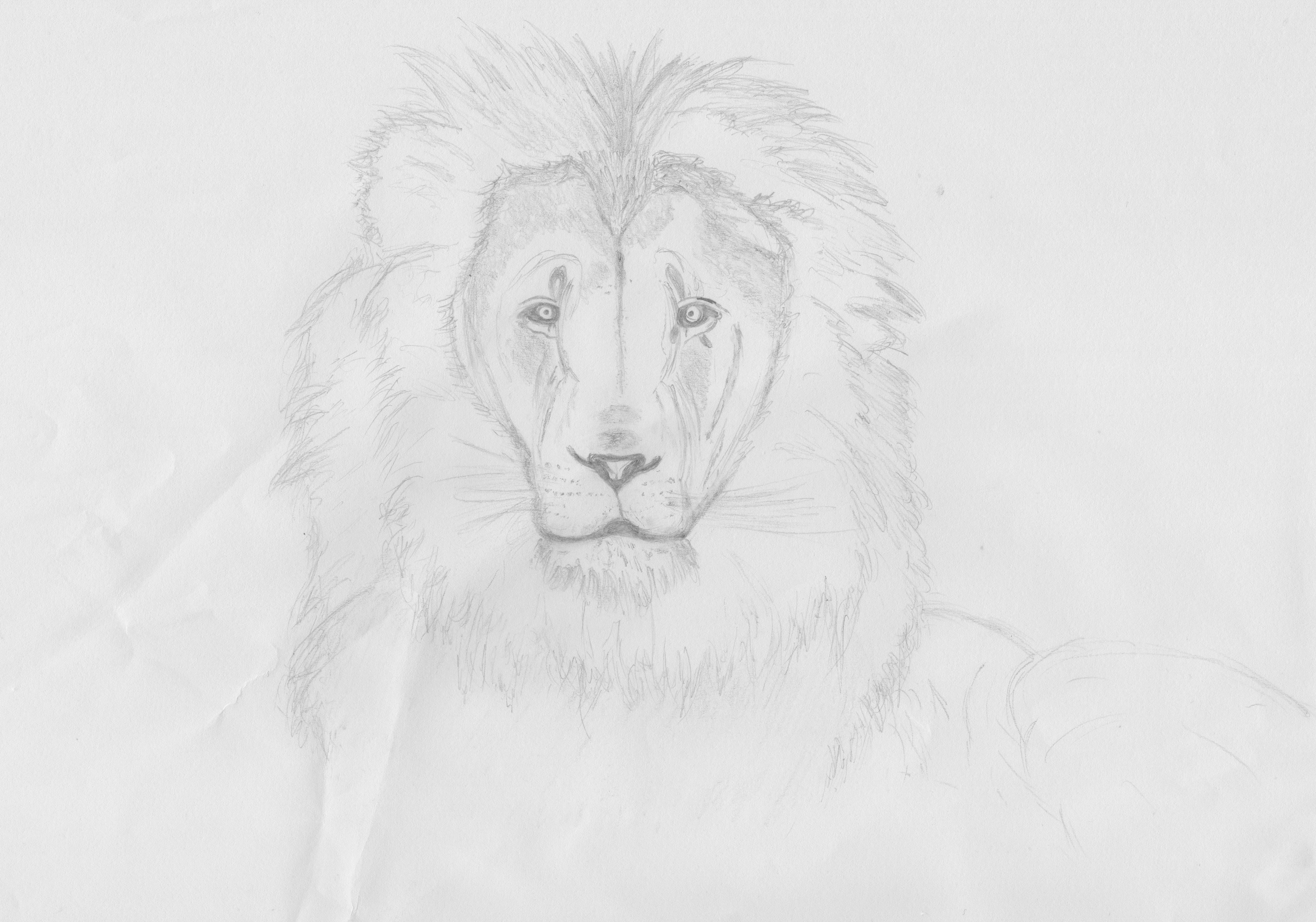 Lion drawing